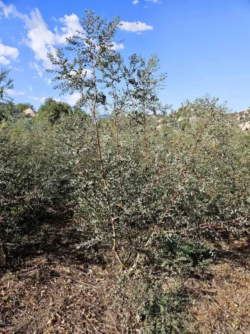 a view of a backyard with green space