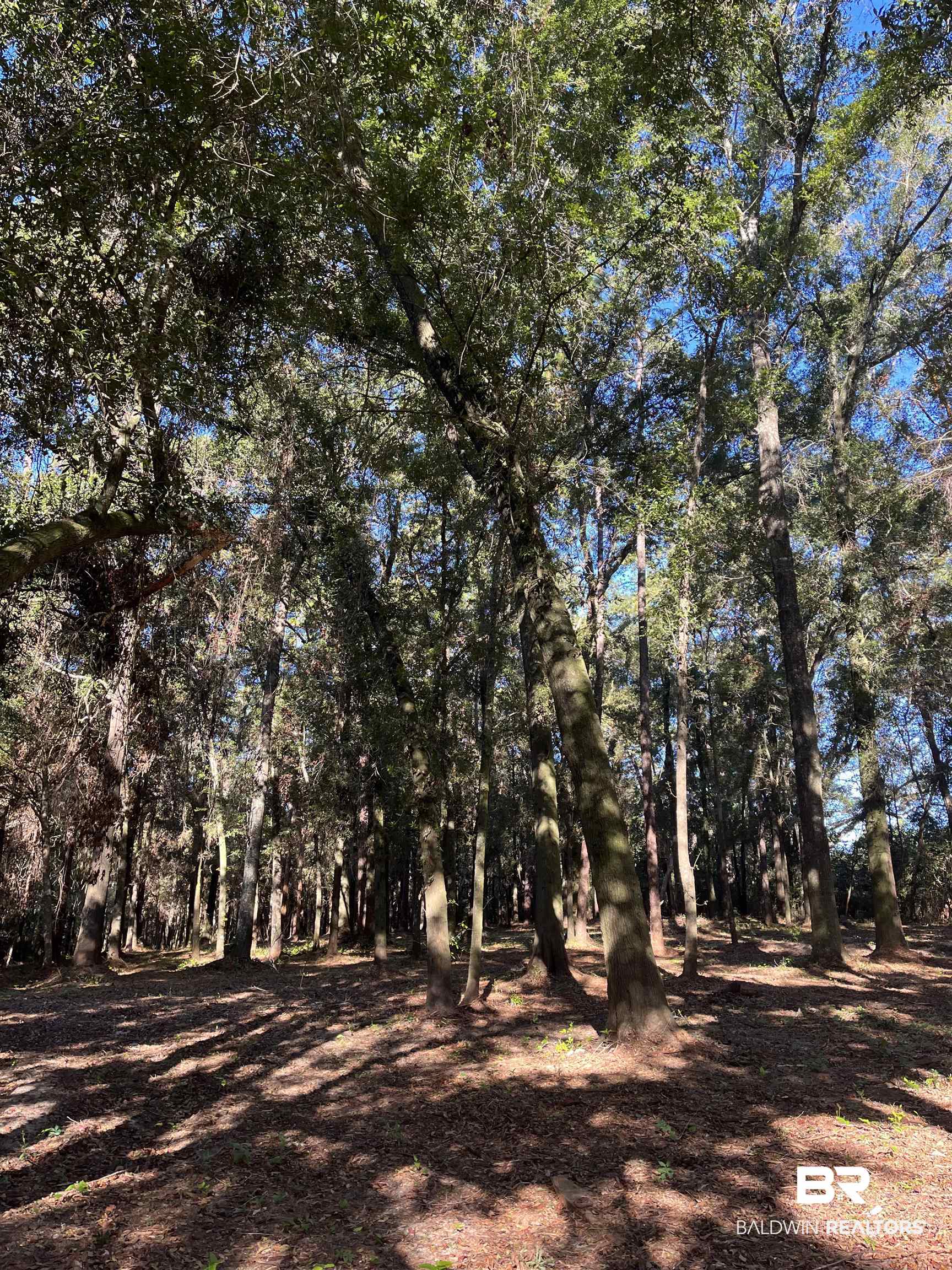 0 Forest Dell Road Mobile, AL 36618 - Photo 2 of 8