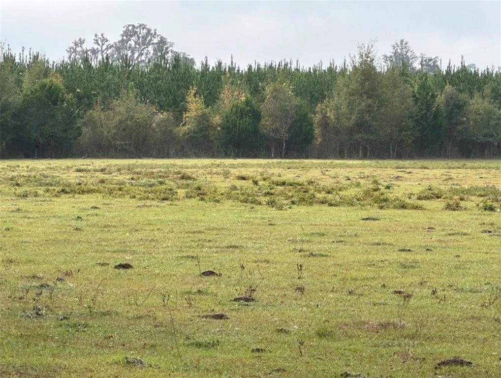 Northwest 160th Street Reddick, FL 32686 - Photo 5 of 12