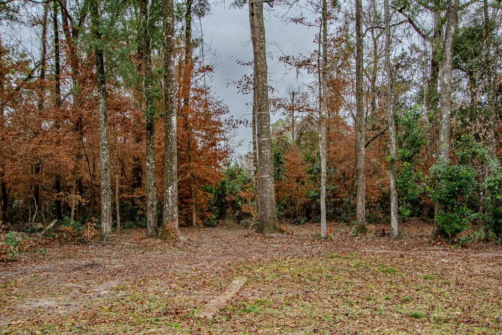 448 Southwest Central Terrace Fort White, FL 32038 - Photo 6 of 19 a backyard of a house with lots of green space