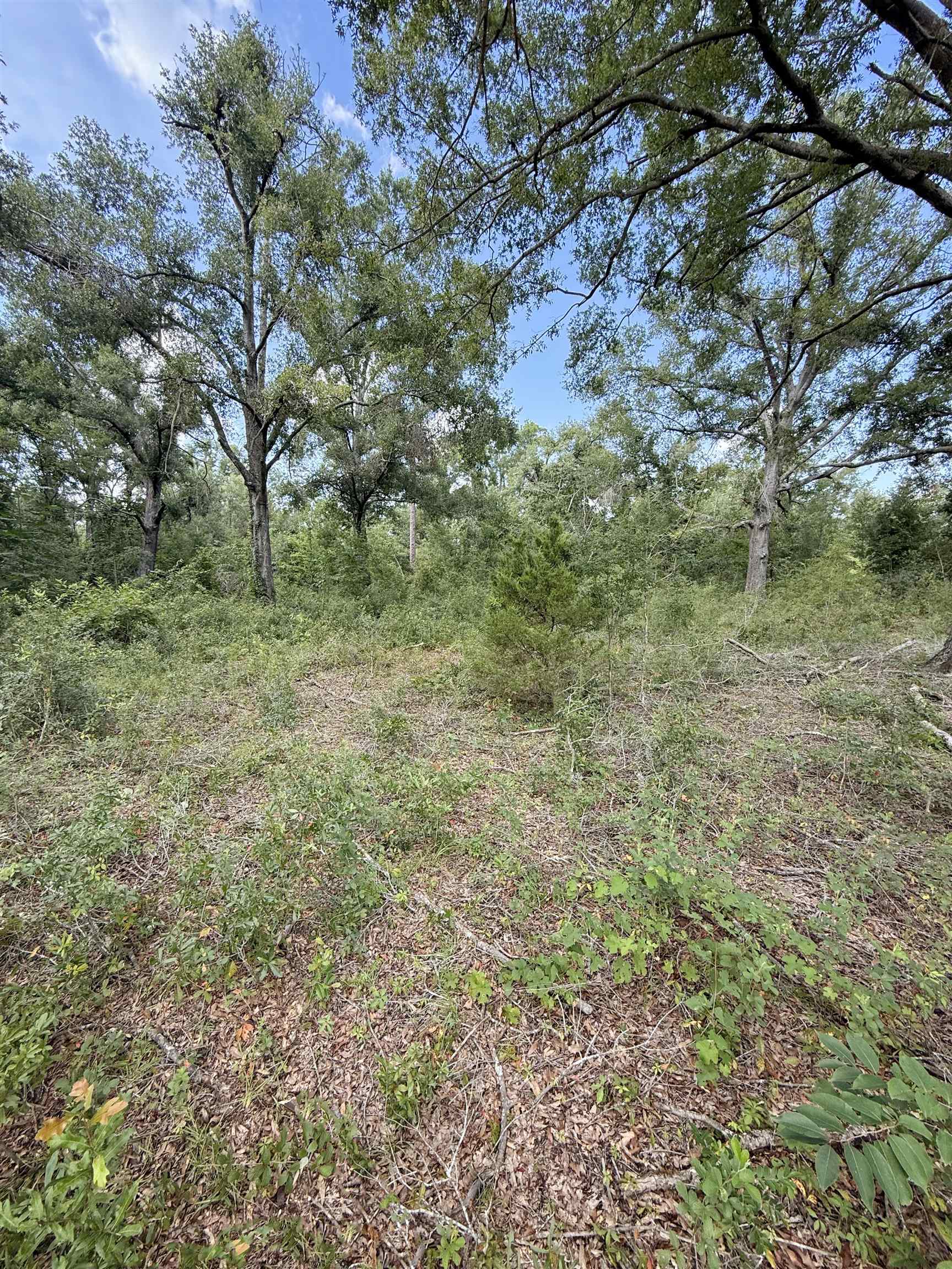 0 68th Street Live Oak, FL 32060 - Photo 9 of 10