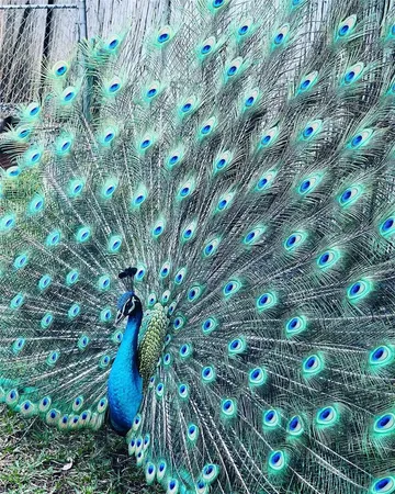 $15,500 | 2485 Inagua Avenue, Miami, FL 33133