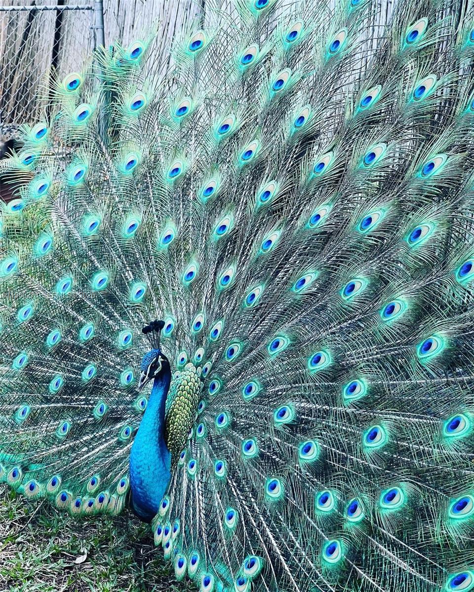 2485 Inagua Avenue Miami, FL 33133 - Photo 17 of 17 a picture of plants