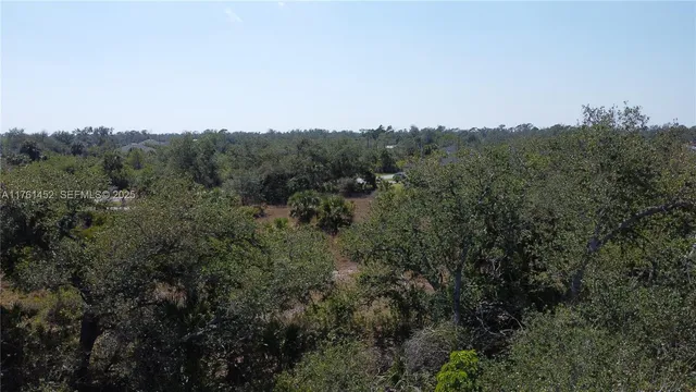 a view of a tree in a forest