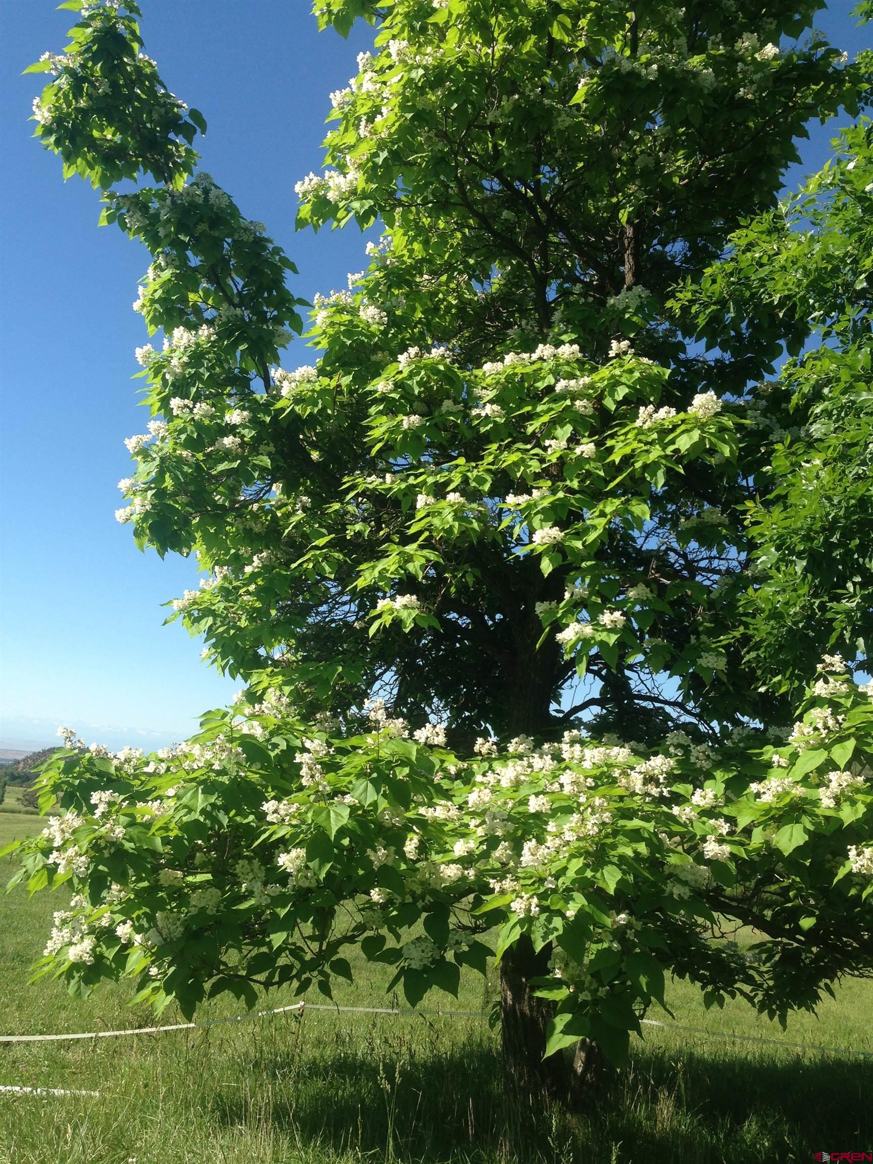 19795 High Park Road Cedaredge, CO 81413 - Photo 24 of 34