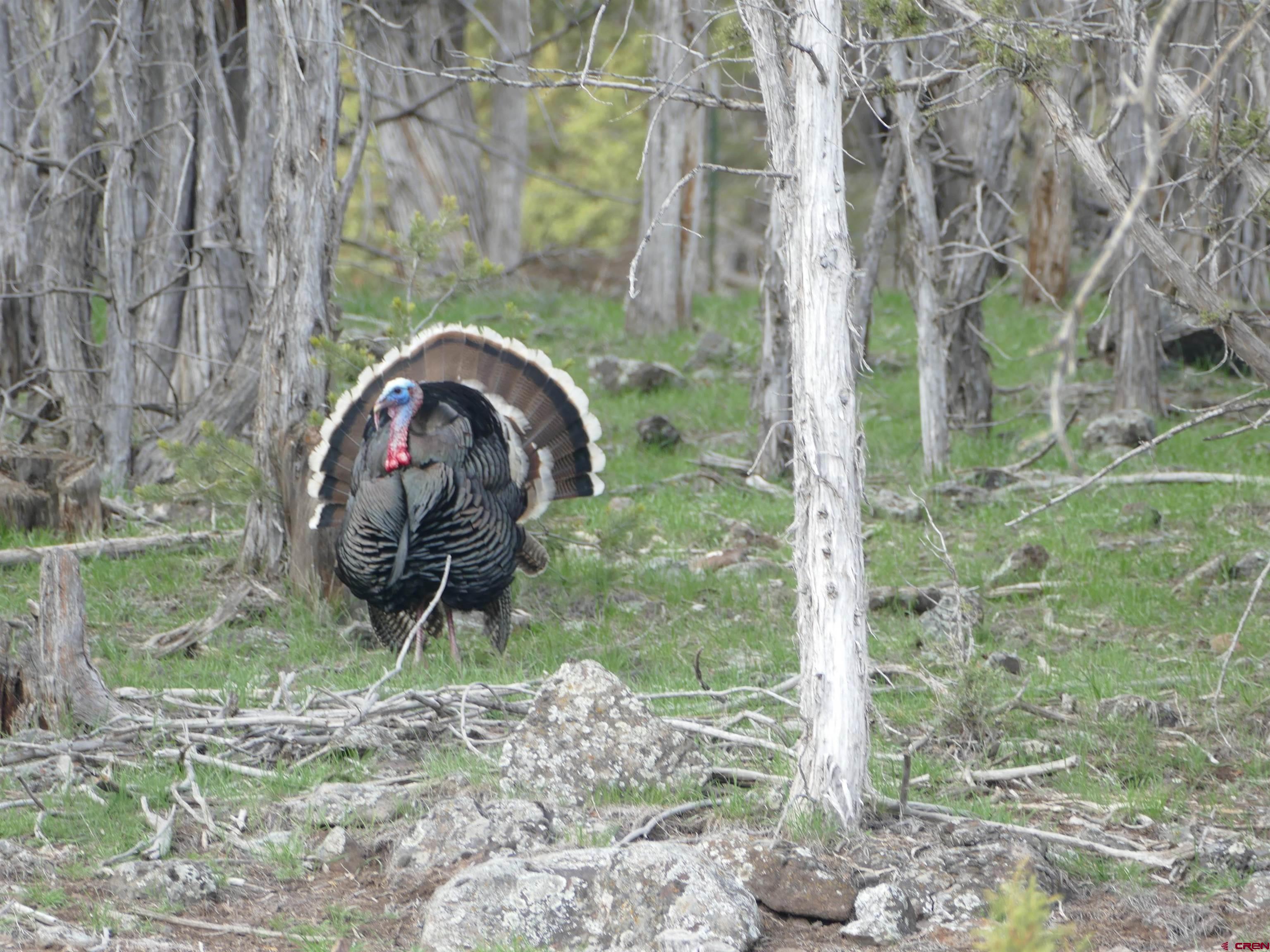 19795 High Park Road Cedaredge, CO 81413 - Photo 30 of 34