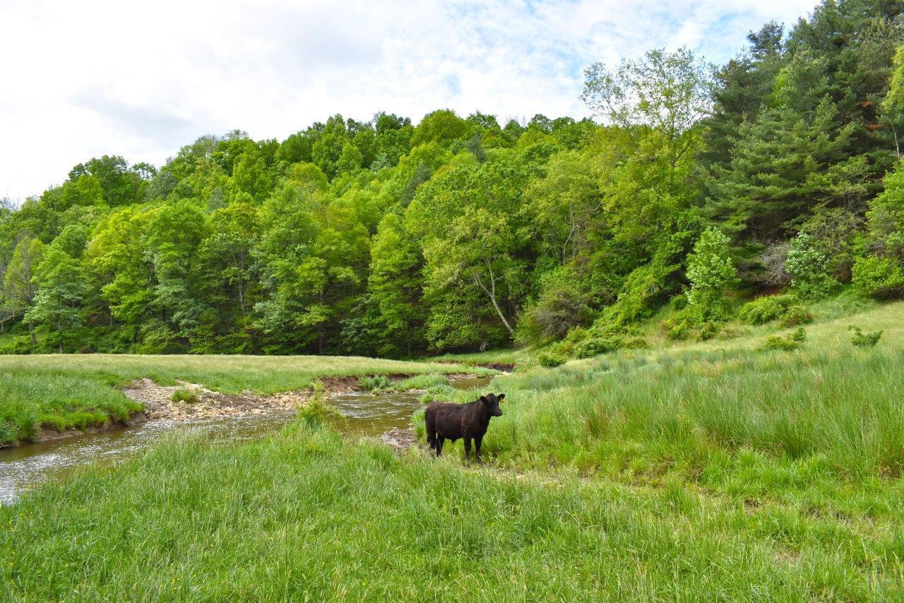 0 Double Springs Road Northeast Check, VA 24072 - Photo 5 of 15 a view of a lush green forest