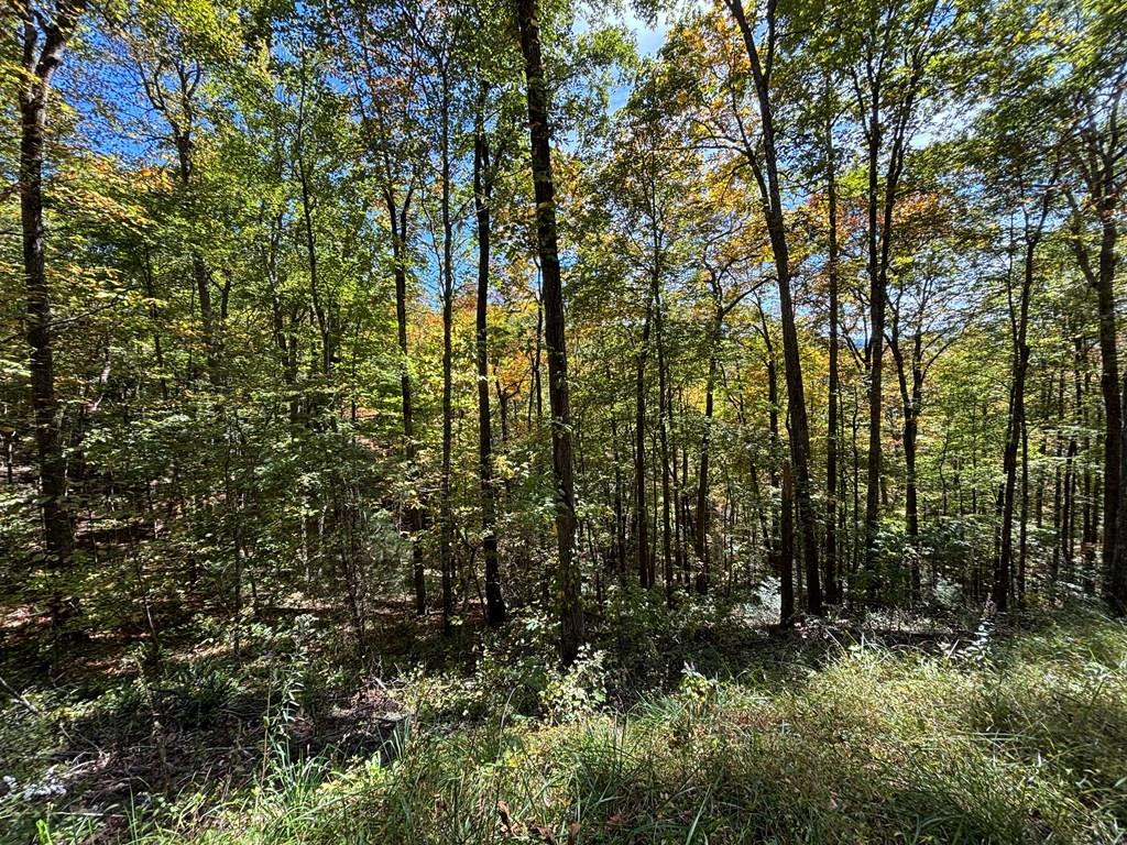 2-lots Holly Ridge Road Topton, NC 28781 - Photo 1 of 6 Main View