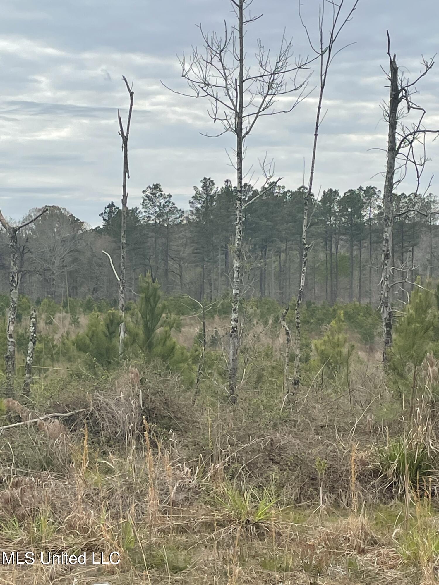 419 Co Road Calhoun City, MS 38916 - Photo 2 of 11 IMG_5727 33.8