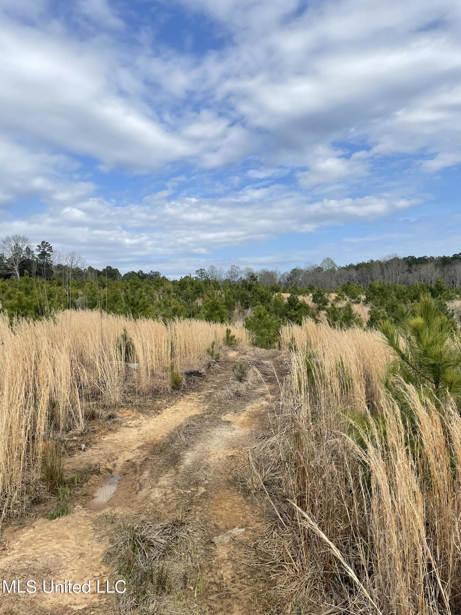 419 Co Road Calhoun City, MS 38916 - Photo 5 of 11 IMG_5733 33.8