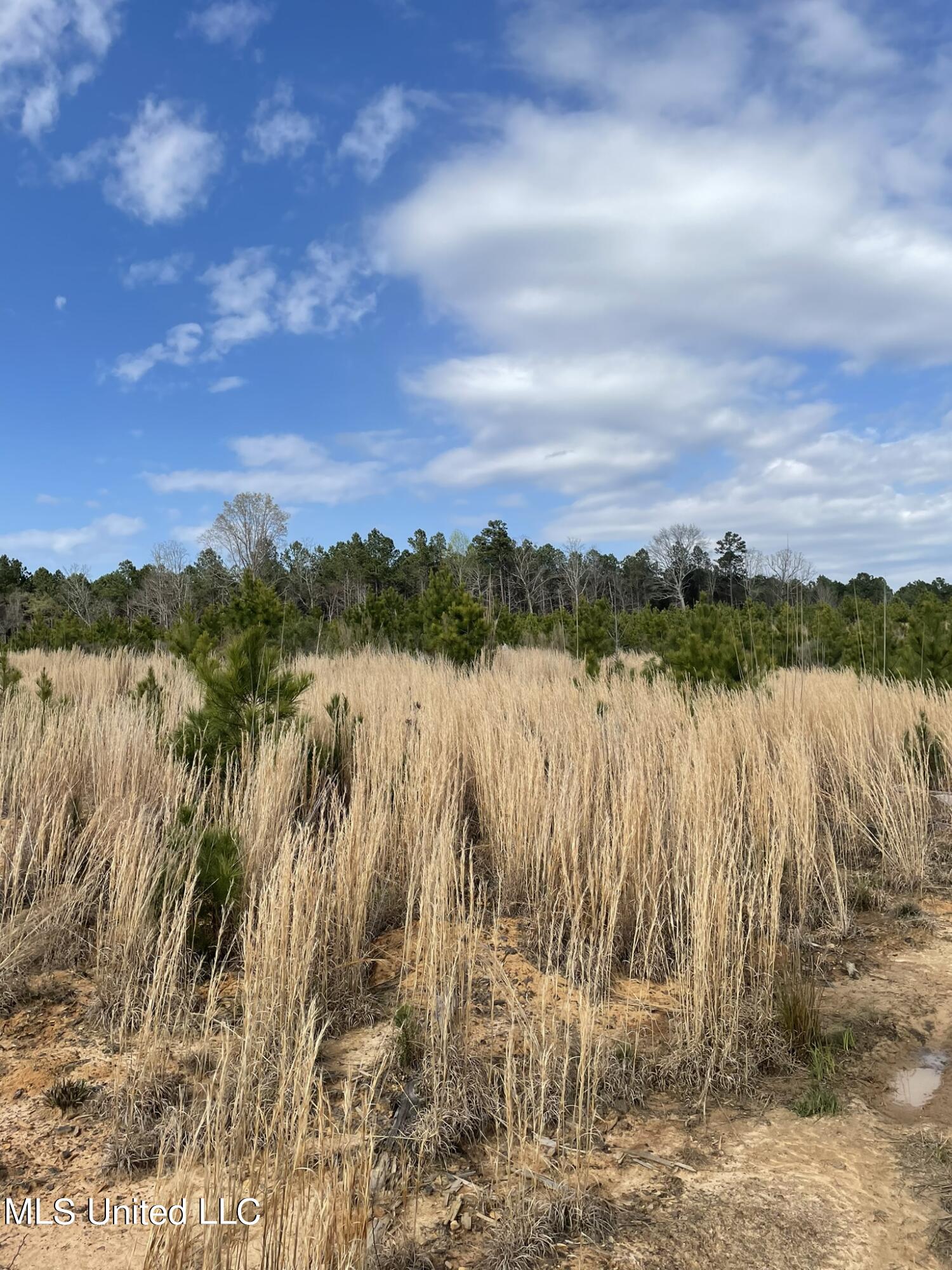419 Co Road Calhoun City, MS 38916 - Photo 6 of 11 IMG_5734 33.8
