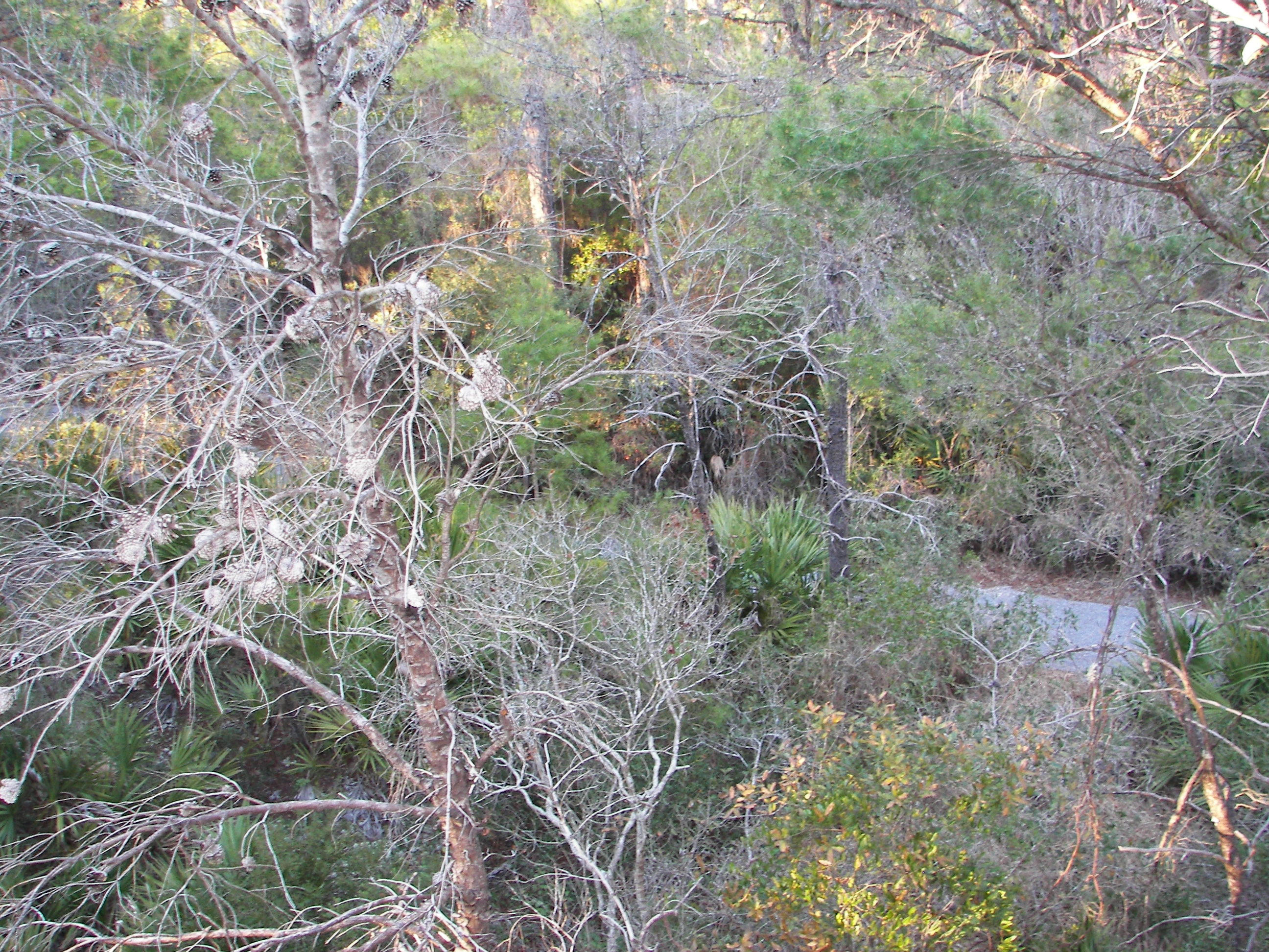 69 Lifeguard Loop West Inlet Beach, FL 32461 - Photo 27 of 34 a view of a forest