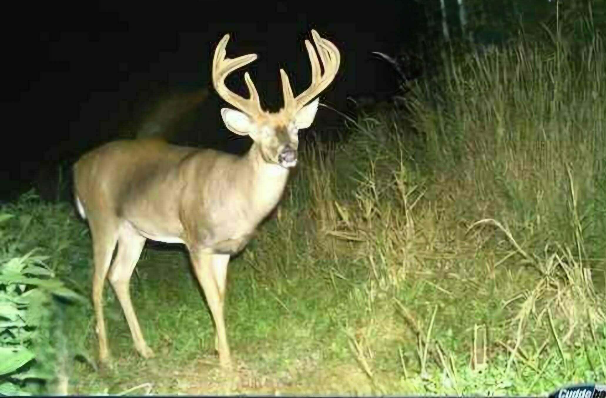 W16875 State Highway 95 Springfield, WI 54659 - Photo 20 of 22 Trail Cam Footage