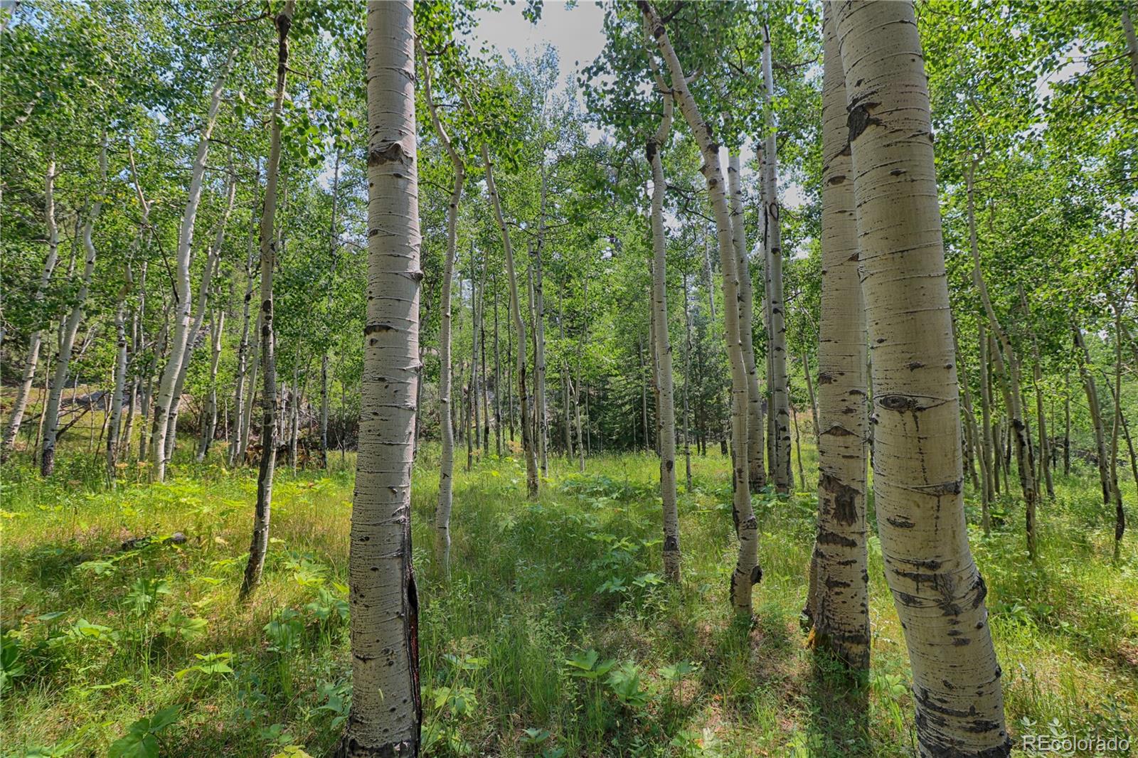 30569 Rand Road Conifer, CO 80433 - Photo 28 of 34 Gallery Image 28