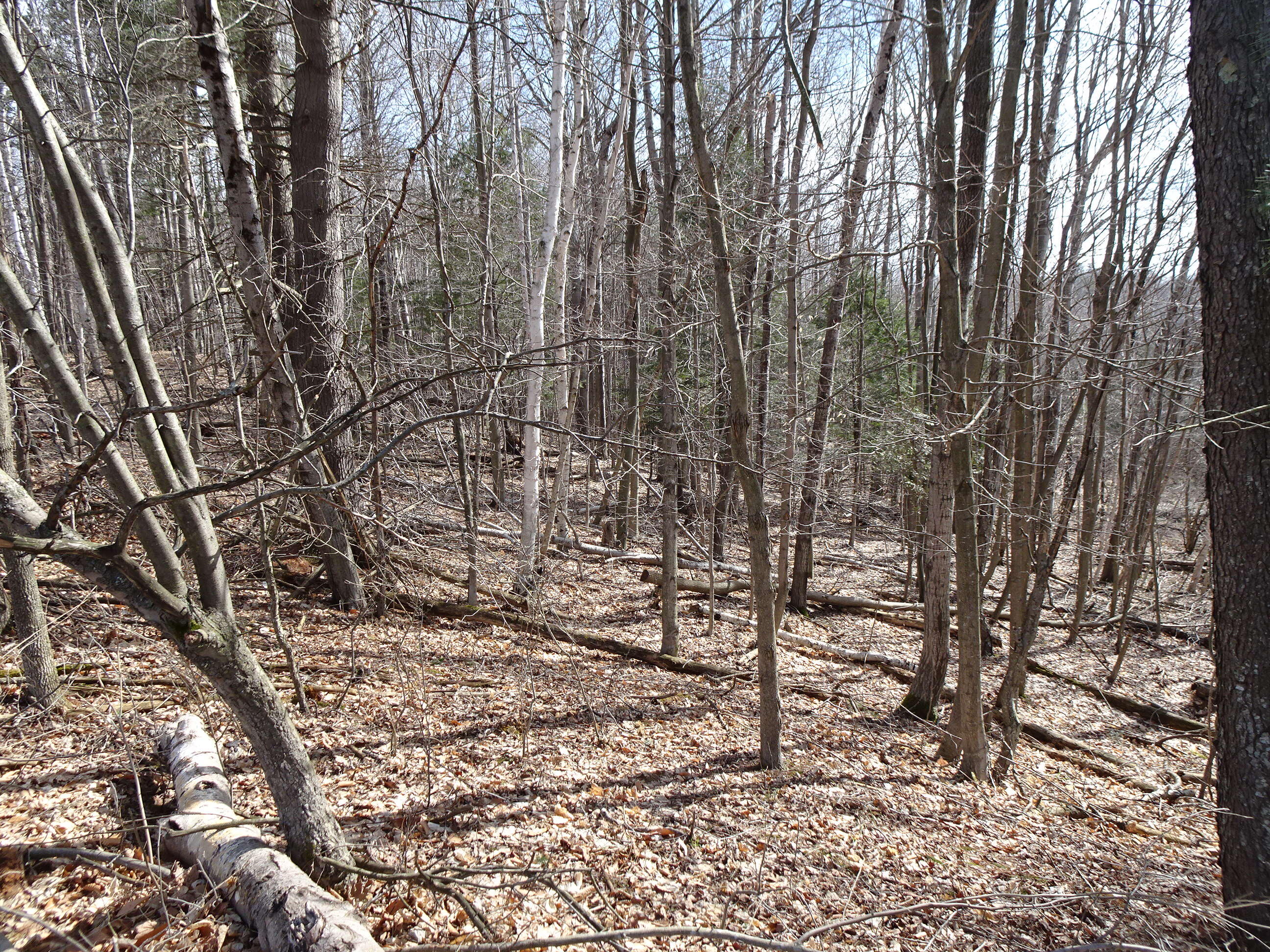 5283 Frederick Road Arcadia, MI 49613 - Photo 27 of 31 cd90b450-33e7-4e5c-8d5a-157d06d7b75b