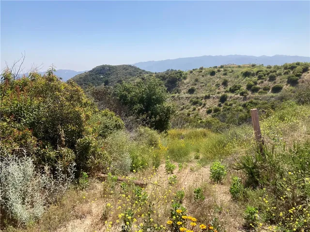 a view of a bunch of trees and bushes