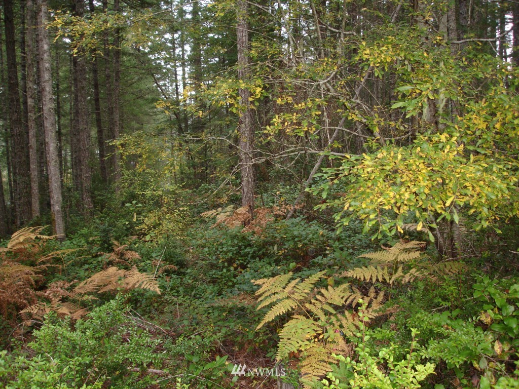 2101 Northeast Tee Lake Road Tahuya, WA 98588 - Photo 4 of 7 Gallery Image 4