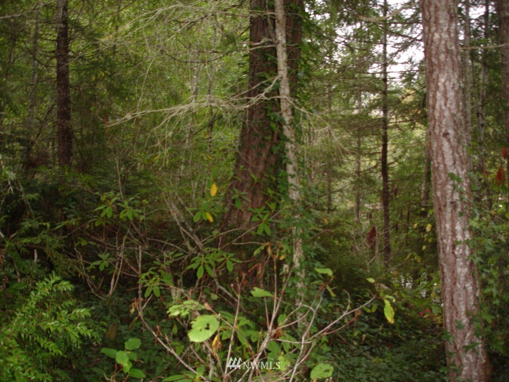 2101 Northeast Tee Lake Road Tahuya, WA 98588 - Photo 6 of 7 Gallery Image 6