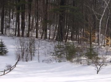 77 Howe Road Pittsfield, MA 01201 - Photo 11 of 12 Natural Woodland Back Yard
