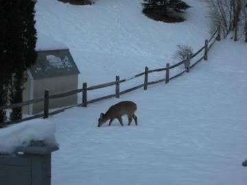 77 Howe Road Pittsfield, MA 01201 - Photo 10 of 12 Wildlife - Preserved Woodlands