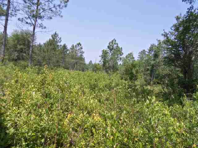 1598 Southwest San Pedro Road Madison County, FL 32340 - Photo 2 of 19 Gallery Image 2