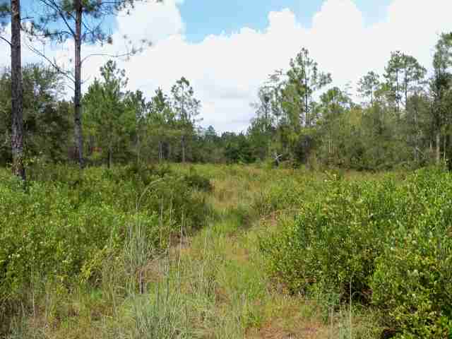 1598 Southwest San Pedro Road Madison County, FL 32340 - Photo 3 of 19 Gallery Image 3