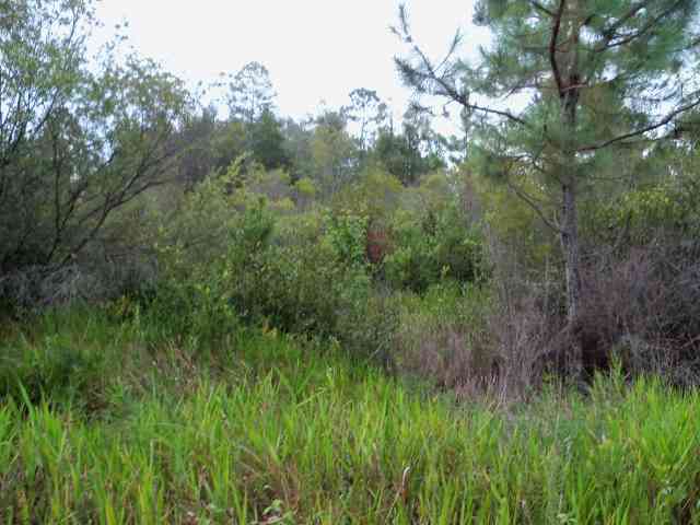 1598 Southwest San Pedro Road Madison County, FL 32340 - Photo 7 of 19 Gallery Image 7