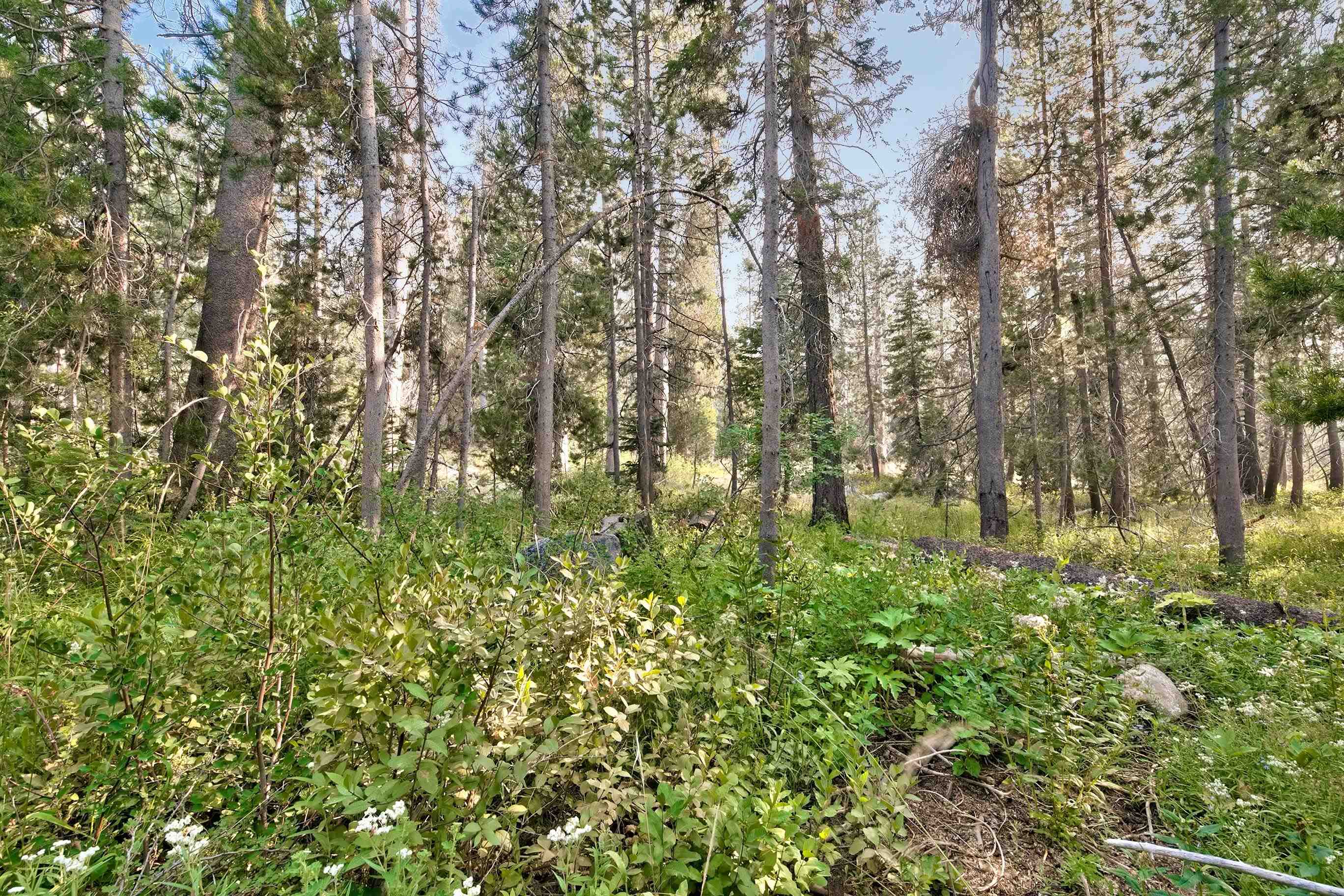 51357 Donner Pass Road Soda Springs, CA 95728 - Photo 13 of 17