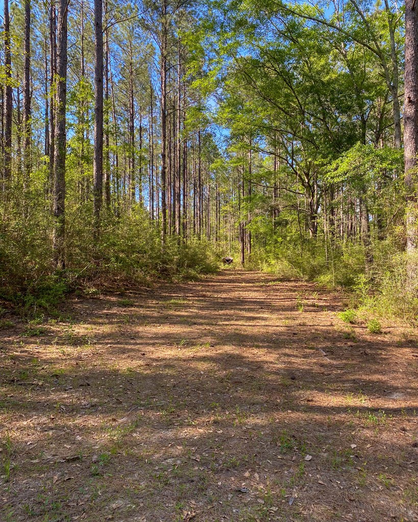 165-acres Harrison Road Kinston, AL 36453 - Photo 23 of 26