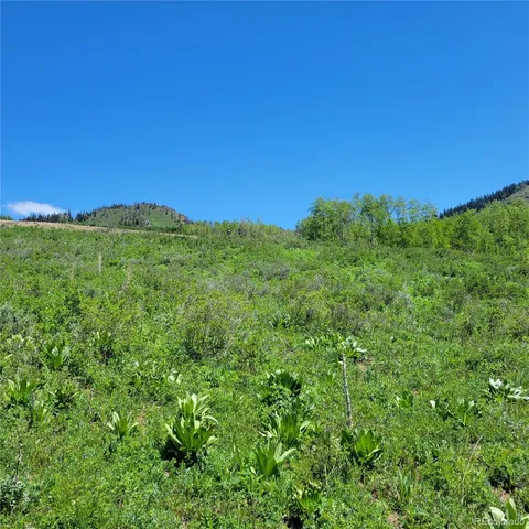 a view of a lush green space