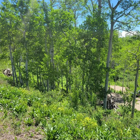 a view of a lush green forest