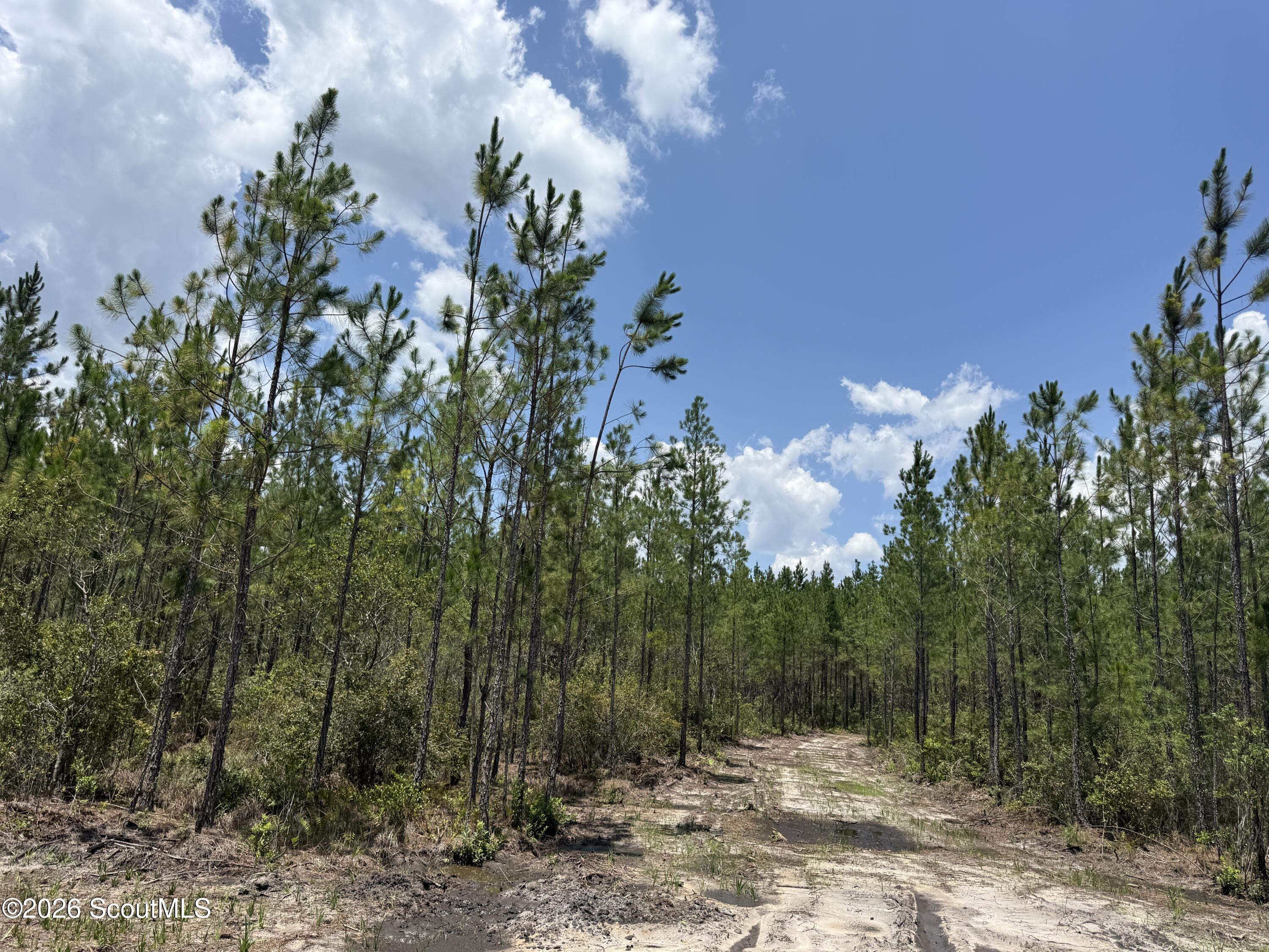 Lot 7 Corbitt Road, Unit LOT 7 Manor, GA 31550 - Photo 1 of 8 IMG_8040