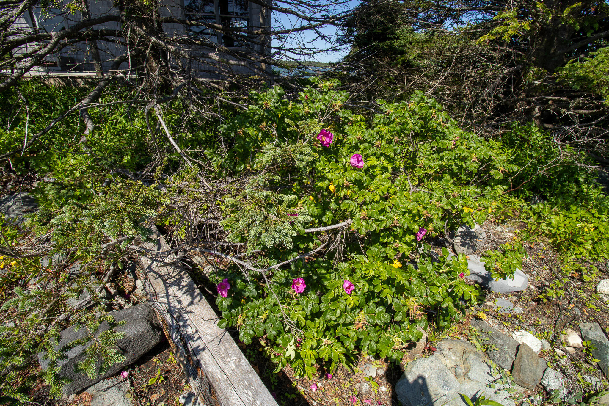 0 Wohoa Bay Island Addison, ME 04606 - Photo 41 of 69 33