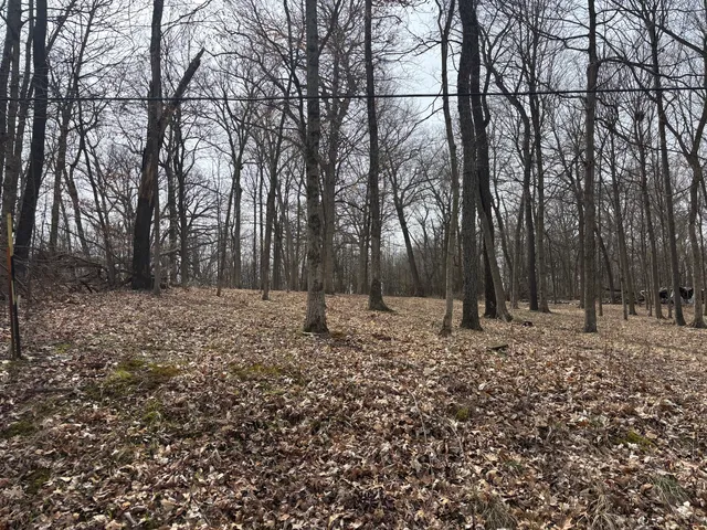 a view of a backyard with large trees