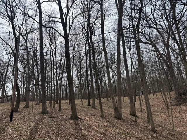 a view of outdoor space with lots of trees