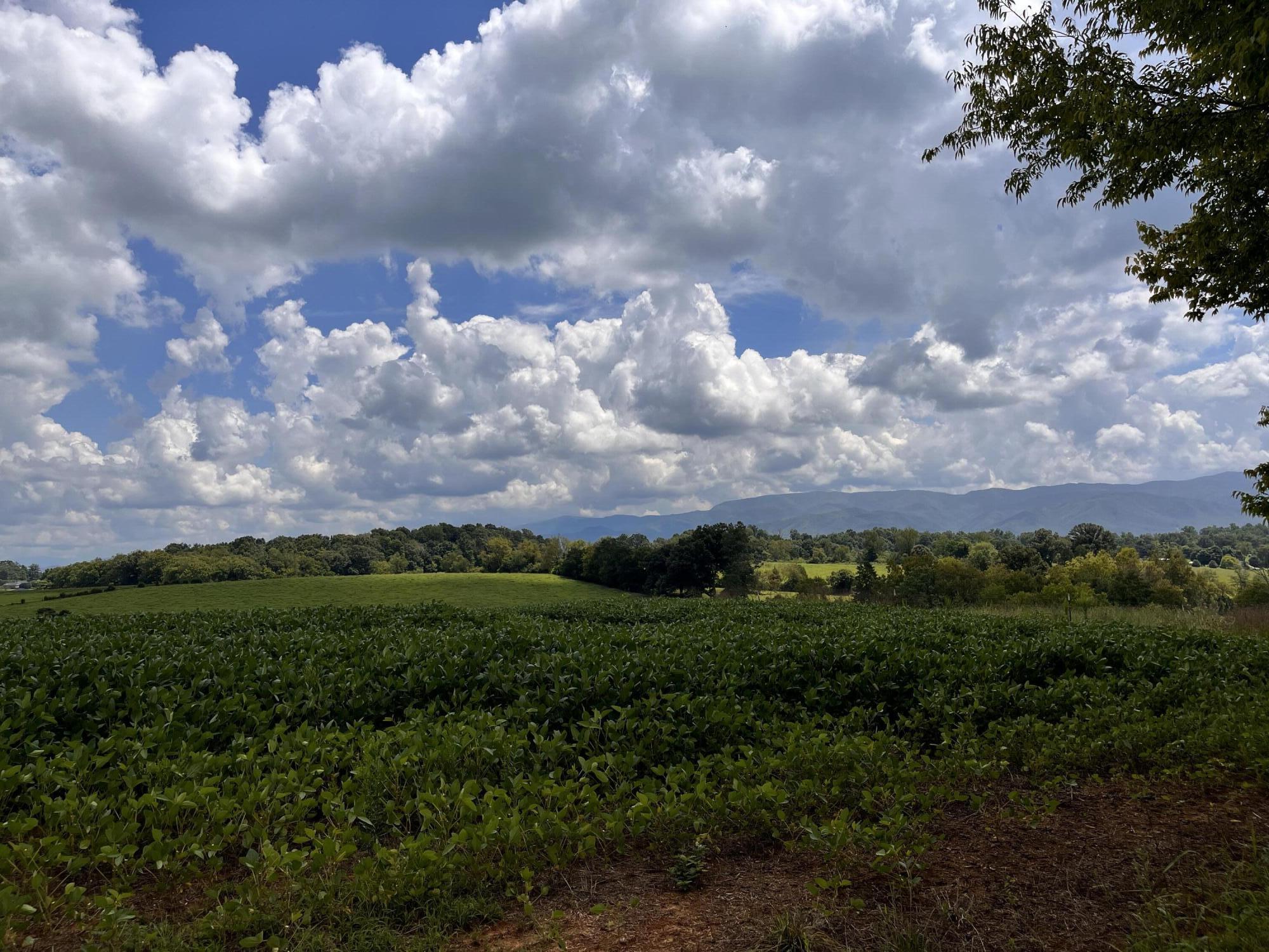 Tbd Browns Bridge Road, Unit 11 Greeneville, TN 37745 - Photo 6 of 7 84017816-DDE0-4B49-9290-7D089F8B6A59