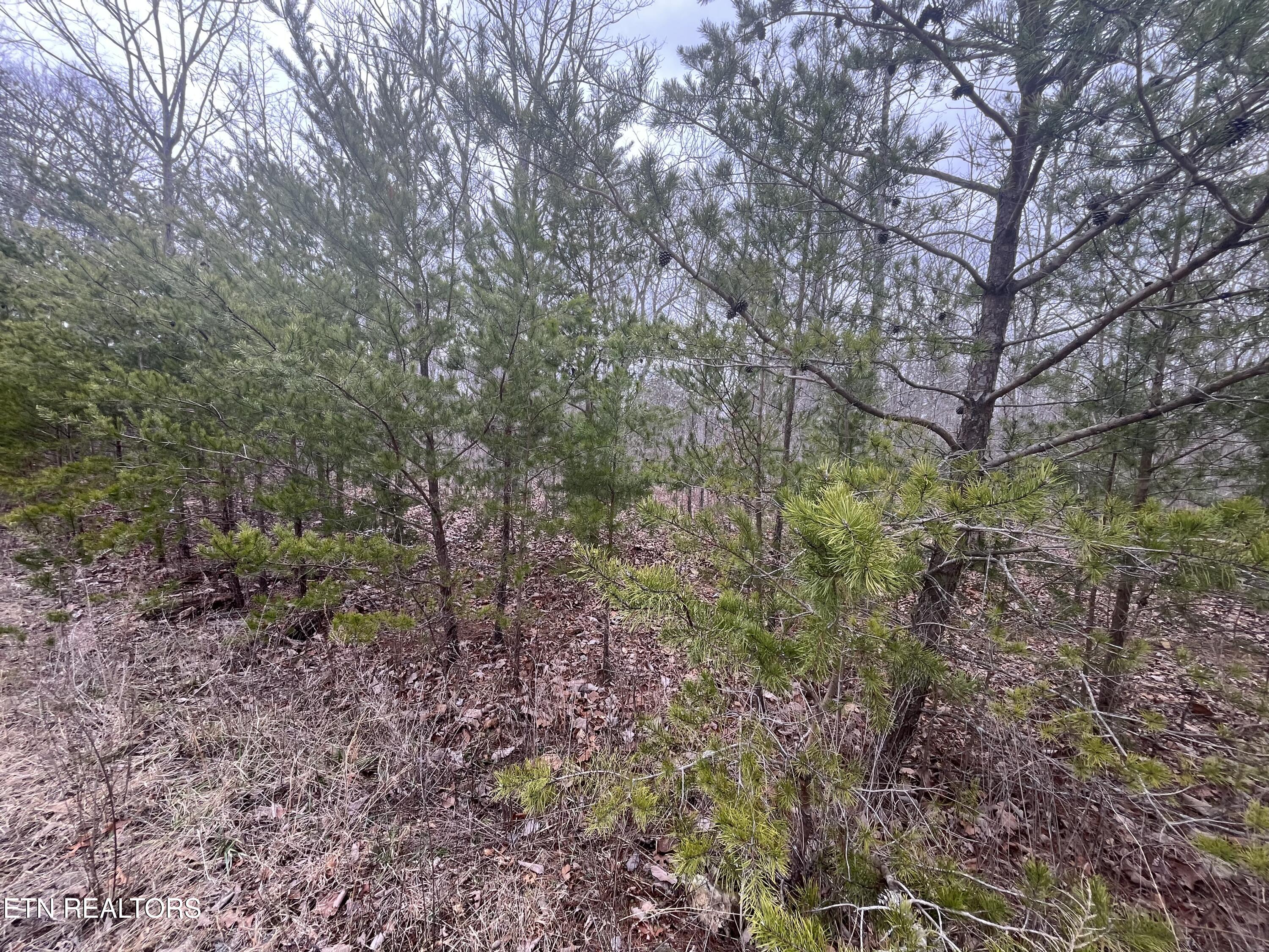 0 Maple Lane Pikeville, TN 37367 - Photo 1 of 17 IMG_8988