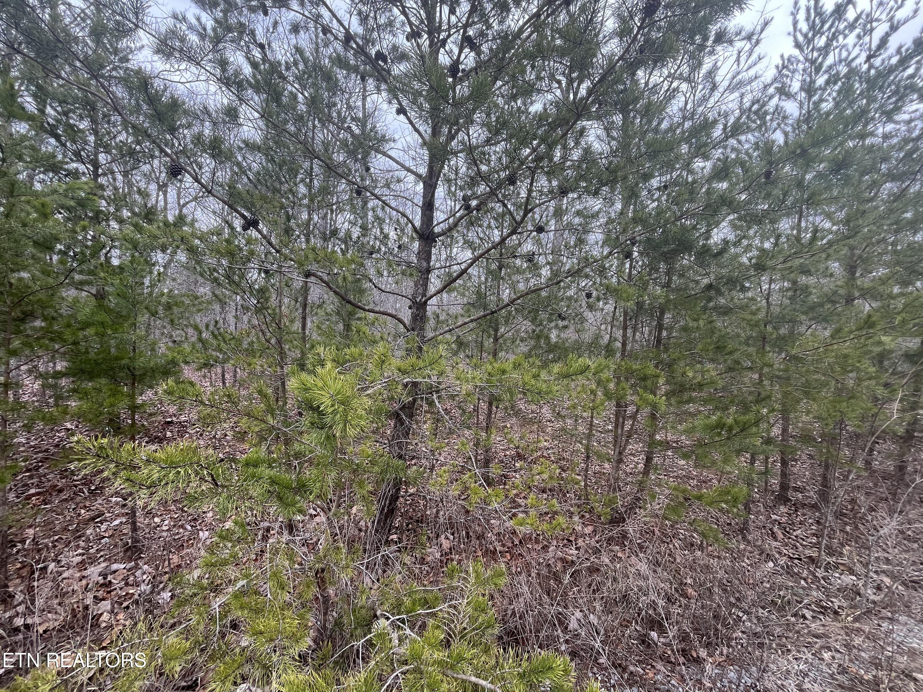 0 Maple Lane Pikeville, TN 37367 - Photo 2 of 17 IMG_8989