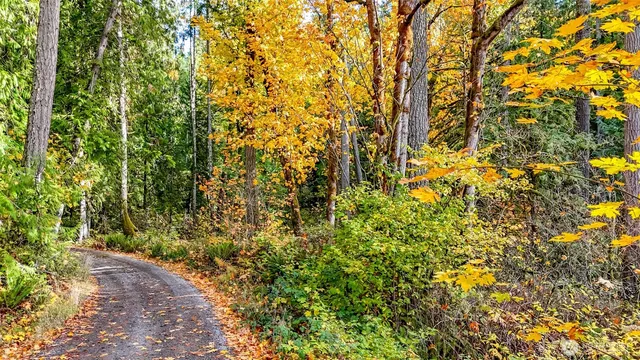 a view of a yard with large trees