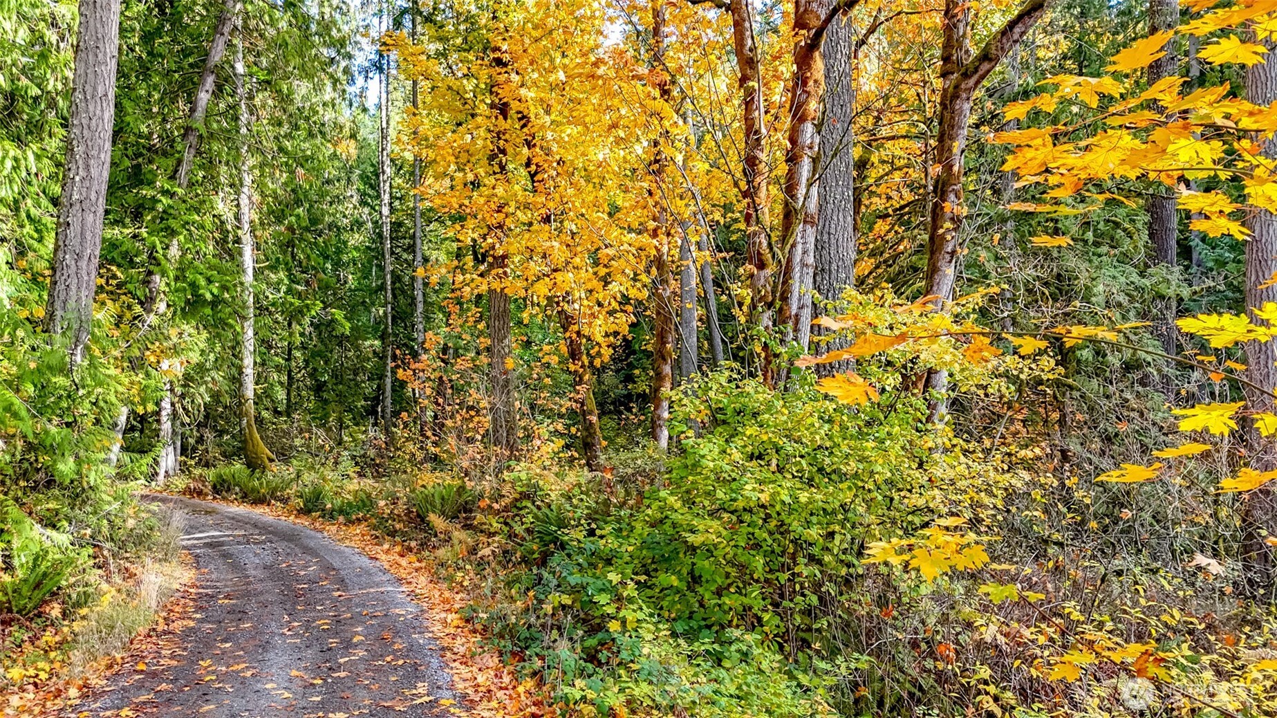 a view of a yard with large trees