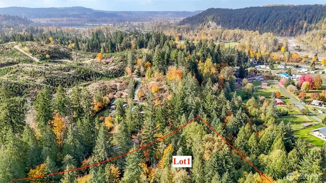 a view of a forest with plants