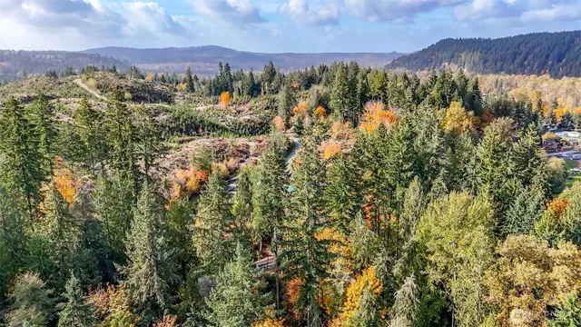 a view of a lush green forest