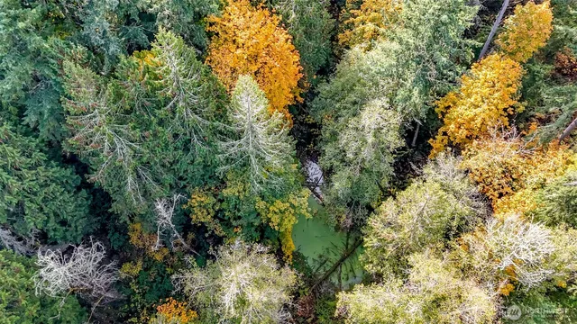 a view of a plants and large trees