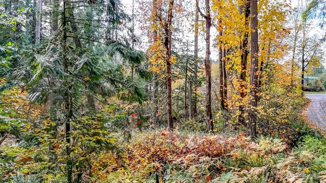 a view of a yard with a tree