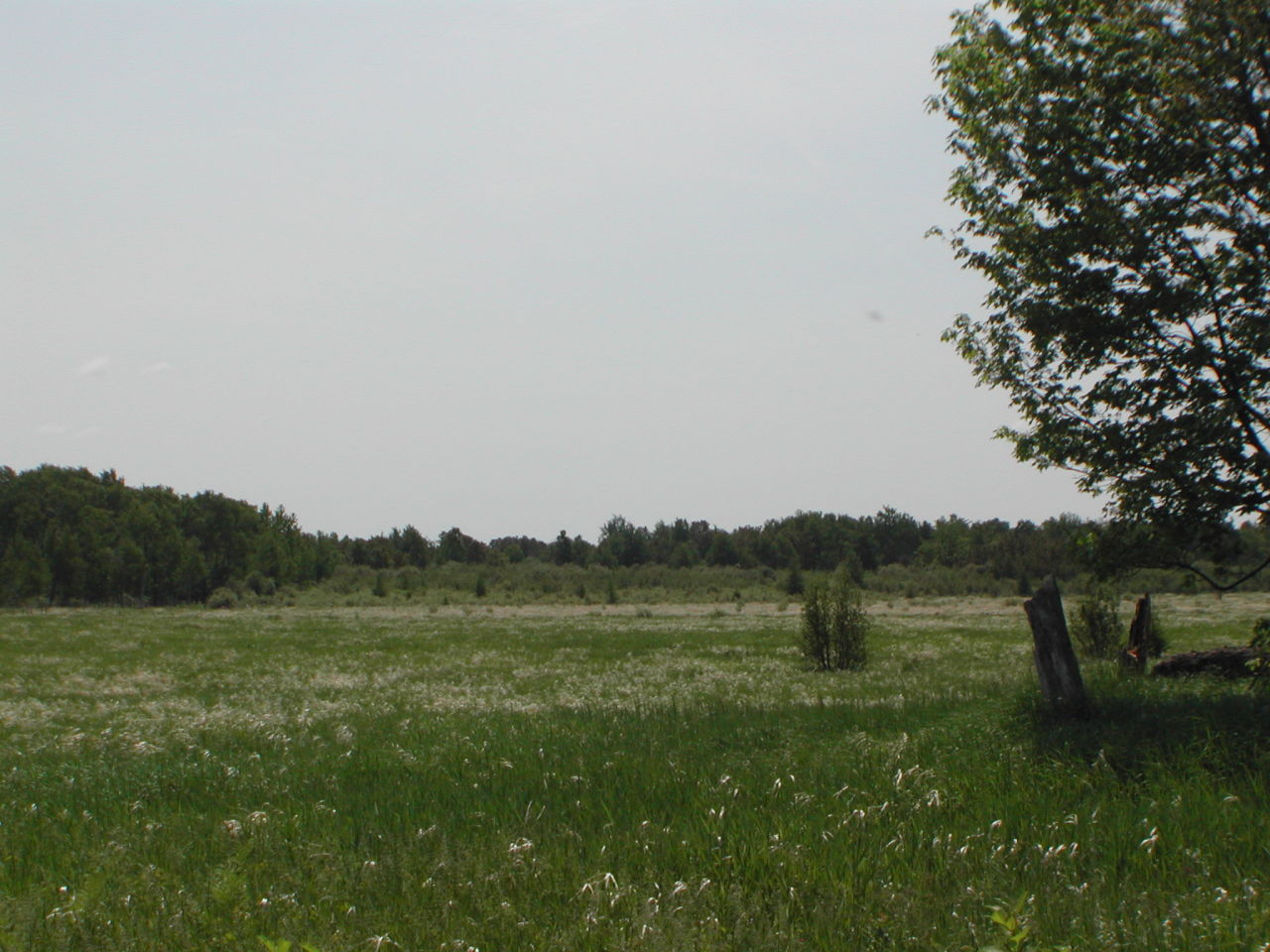 0 East 10 Mile Road Dafter, MI 49724 - Photo 5 of 9 Gallery Image 5