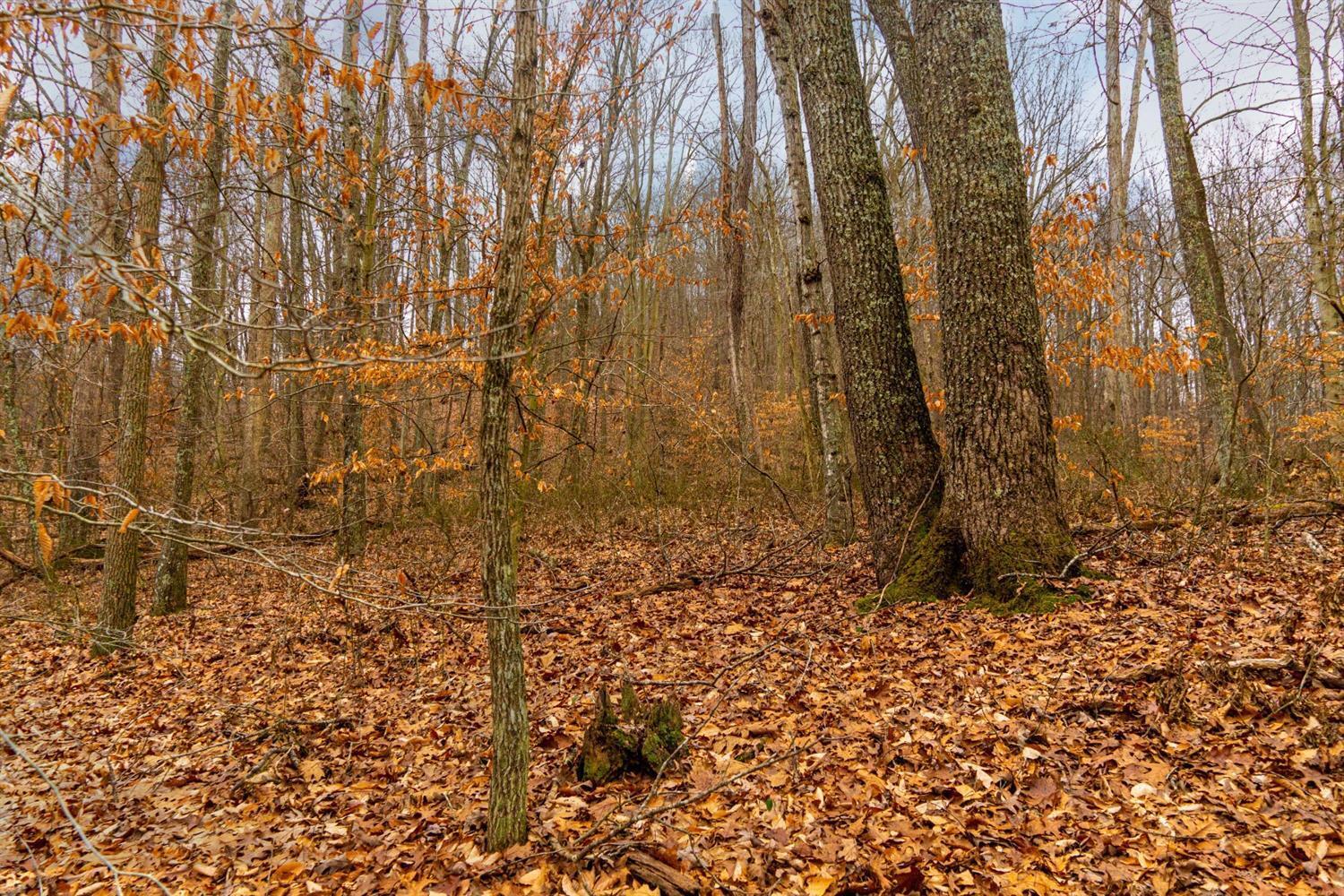 0 Tobe Lewis Road Lynx, OH 45650 - Photo 7 of 11 Gallery Image 7
