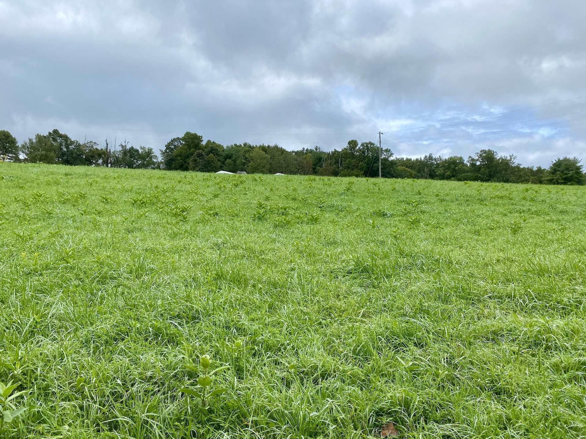 Tbd Tbd Worrell Memorial Road Laurel Fork, VA 24352 - Photo 1 of 22 Gallery Image 1