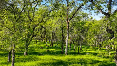 a view of a backyard with plants and large trees