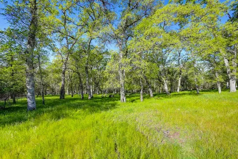 a view of a big yard with large trees