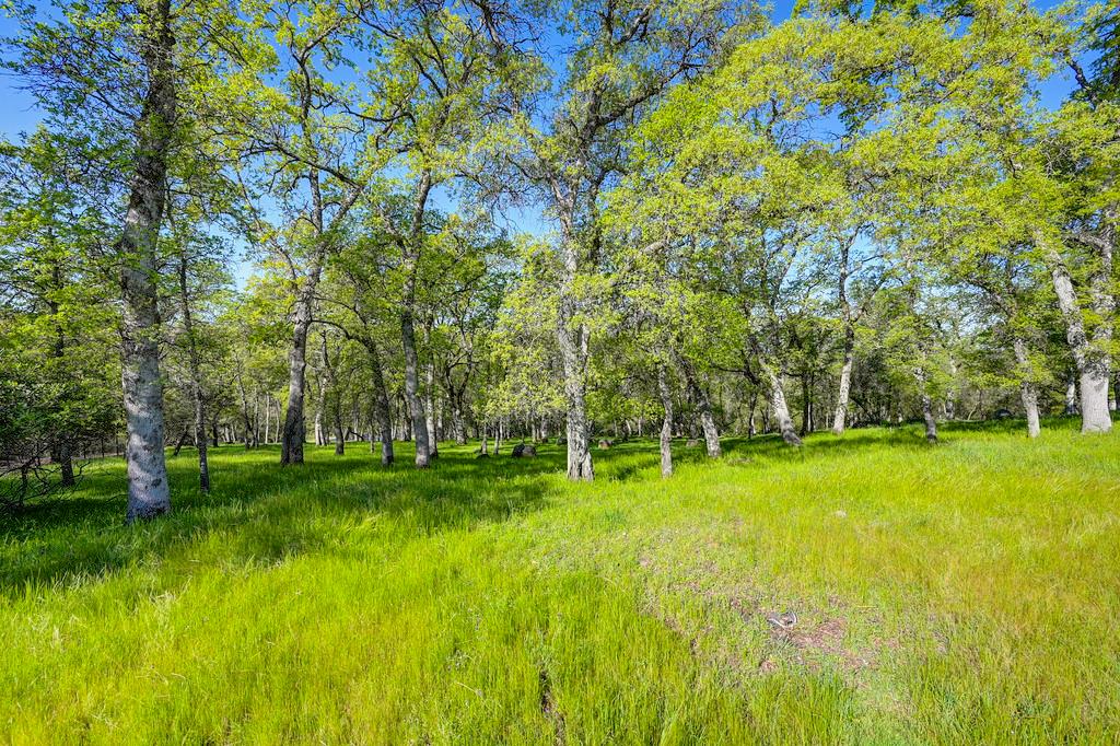 4075 Raphael Drive El Dorado Hills, CA 95762 - Photo 7 of 17 a view of a big yard with large trees